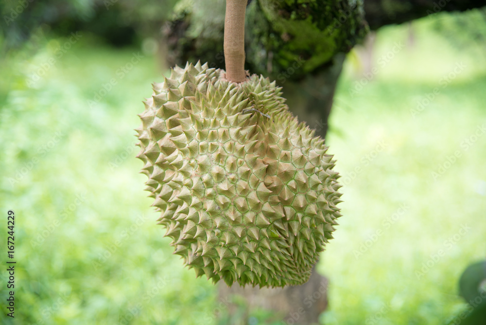 Durian on the tree in the garden Durian on the tree in the garden