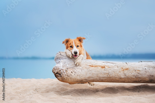 Red border collie running on a beach