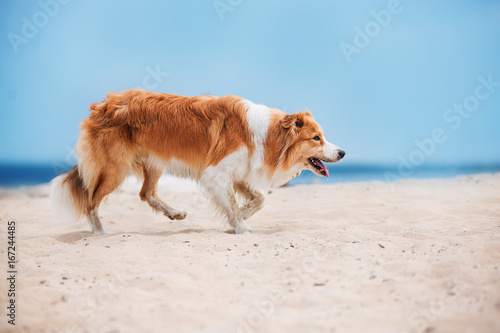 Fototapeta Naklejka Na Ścianę i Meble -  Red border collie running on a beach
