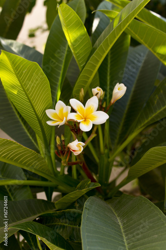 Fototapeta Naklejka Na Ścianę i Meble -  Plumeria flower tree  close up shoot in Kos island , Greece