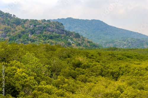 Mangrove forest at Pranburi Forest National Park, Prachuap Khiri Khan, Thailand