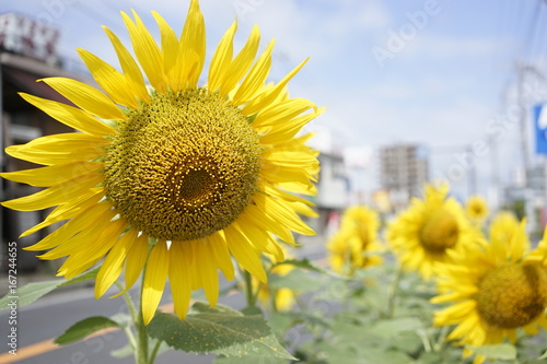 Sunflower on summer at the road side in Zama  Japan.