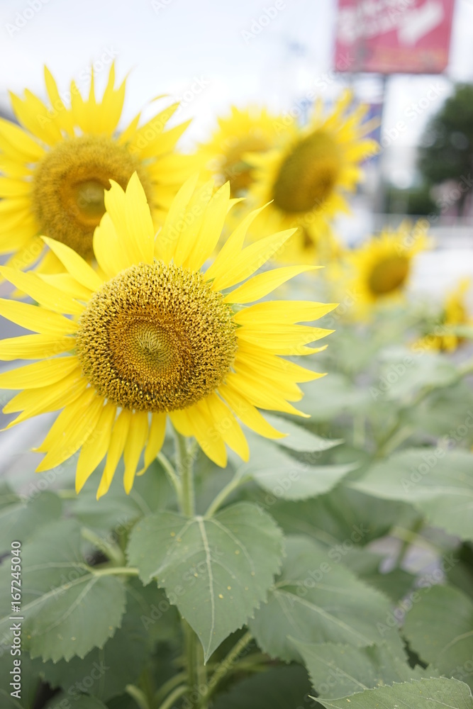 Sunflower on summer at the road side in Zama, Japan. Sunflower on summer at the road side in Zama, Japan.