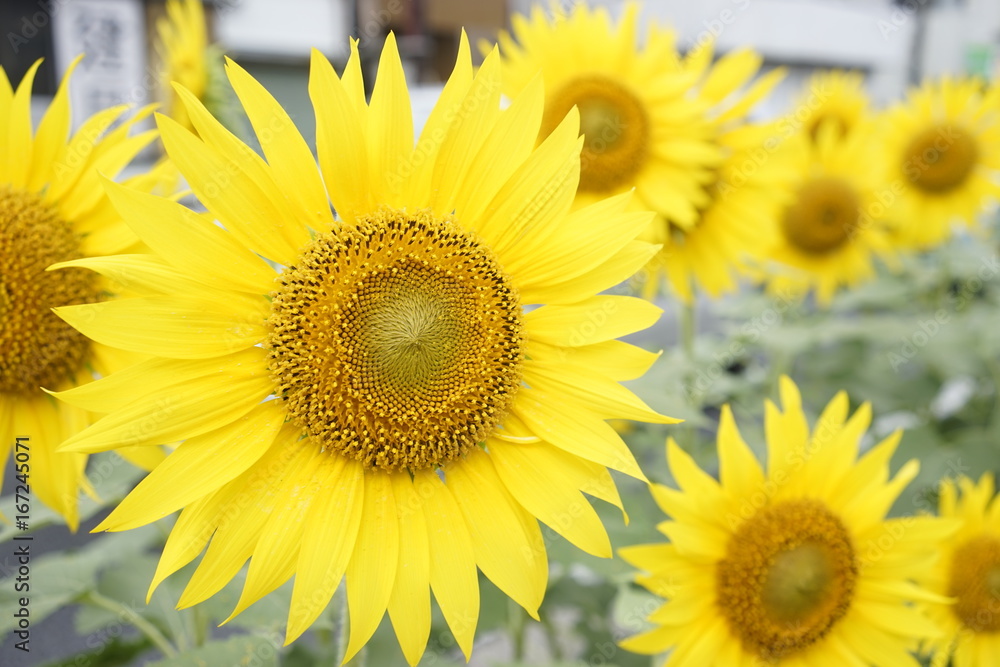 Obraz premium Sunflower on summer at the road side in Zama, Japan.