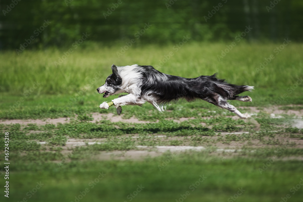 Fototapeta premium Border Collie catching a Frisbee Disc