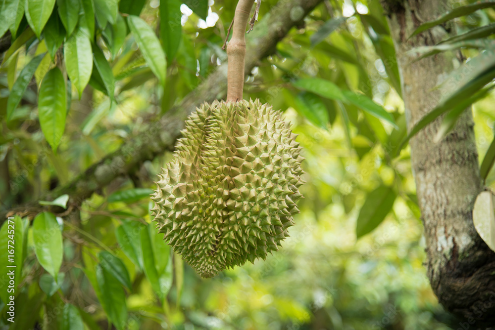 Durian on the tree in the garden Durian on the tree in the garden