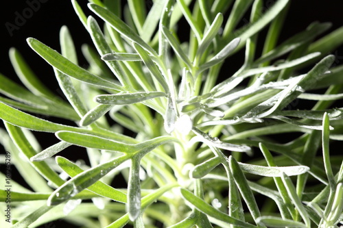 Night Light Photography of tropical plant tree with strange leaf