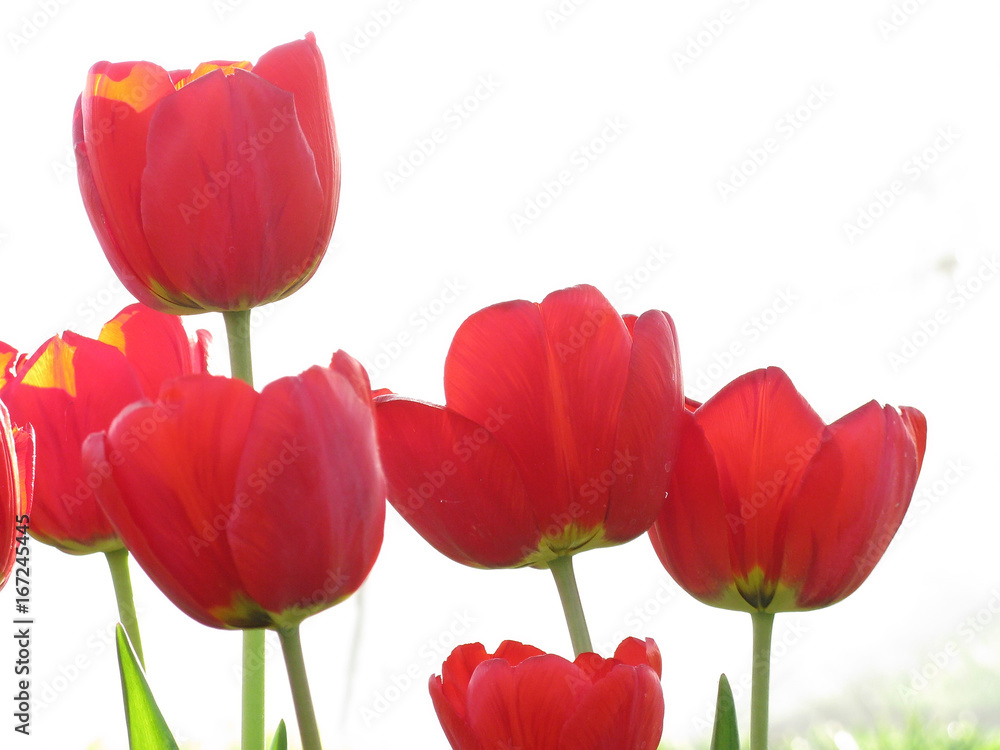 Red Tulips on White Background / Red tulips isolated on white background blooming in garden in spring close up