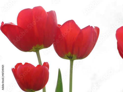 Red Tulips on White Background   Red tulips isolated on white background blooming in garden in spring close up