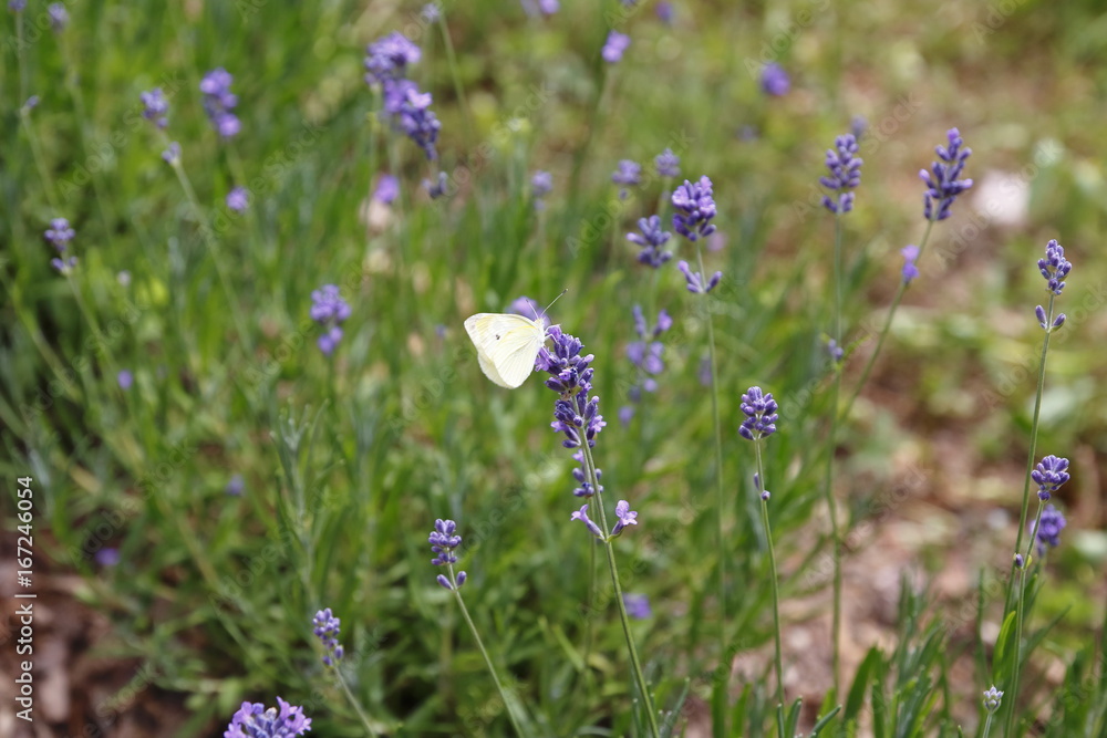 Lavendel mit Schmetterling, Falter, Kohlweissling Pieris brassicae Lavendel mit Schmetterling, Falter, Kohlweissling Pieris brassicae