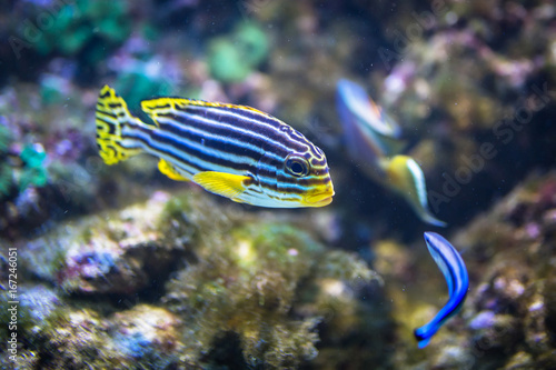 Tropical coral fishes underwater