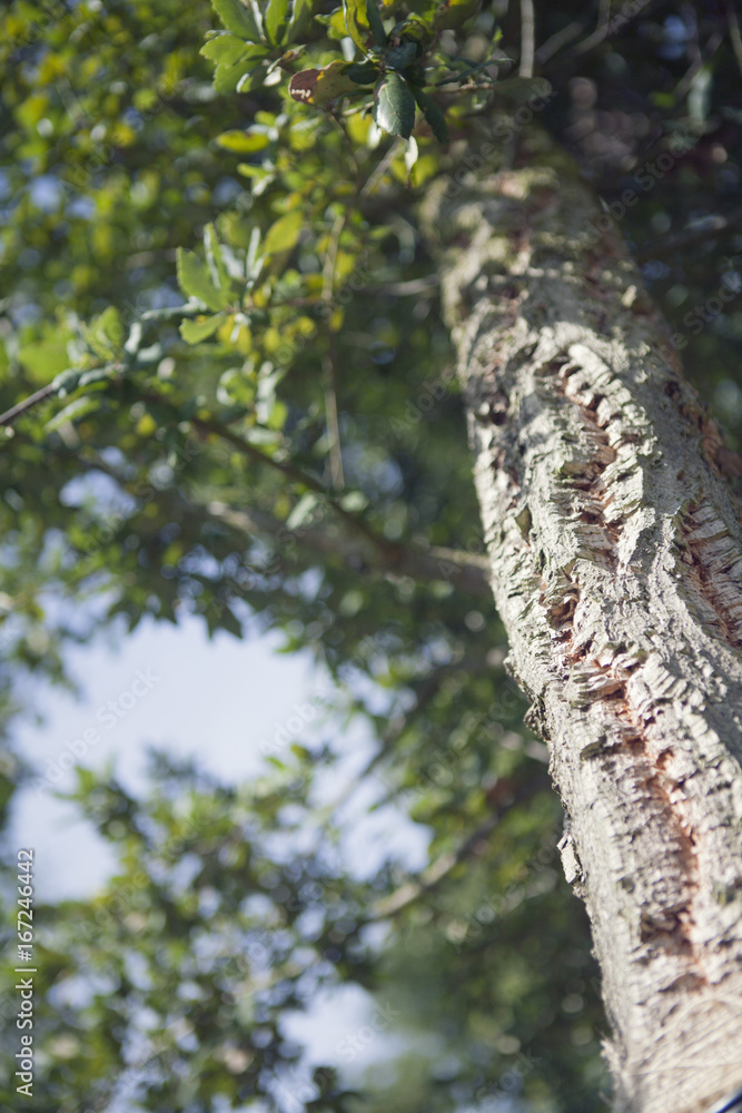 Fototapeta premium Quercus suber