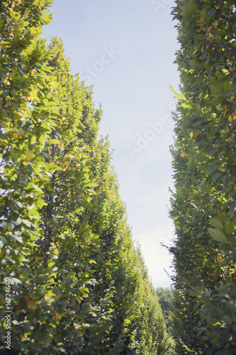 Carpinus betulus lucas photo