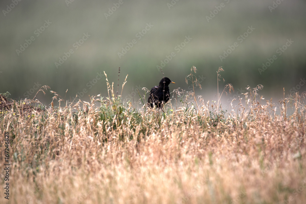 Obraz premium Common starling, Sturnus vulgaris, nests in a clay wall, Romania