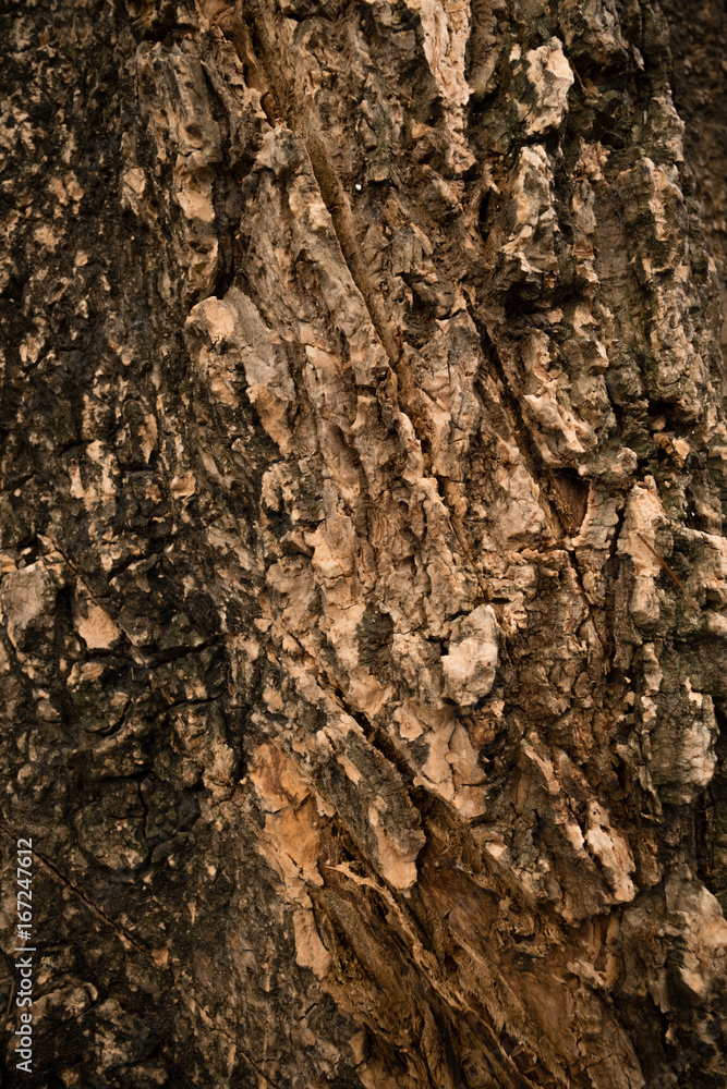 Bark tree and plant Bark tree and plant