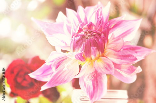 Fototapeta Naklejka Na Ścianę i Meble -  Dahlia in full blossom