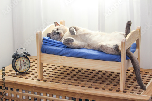 A Siamese cat lying on a wooden bed in a bedroom with clock
