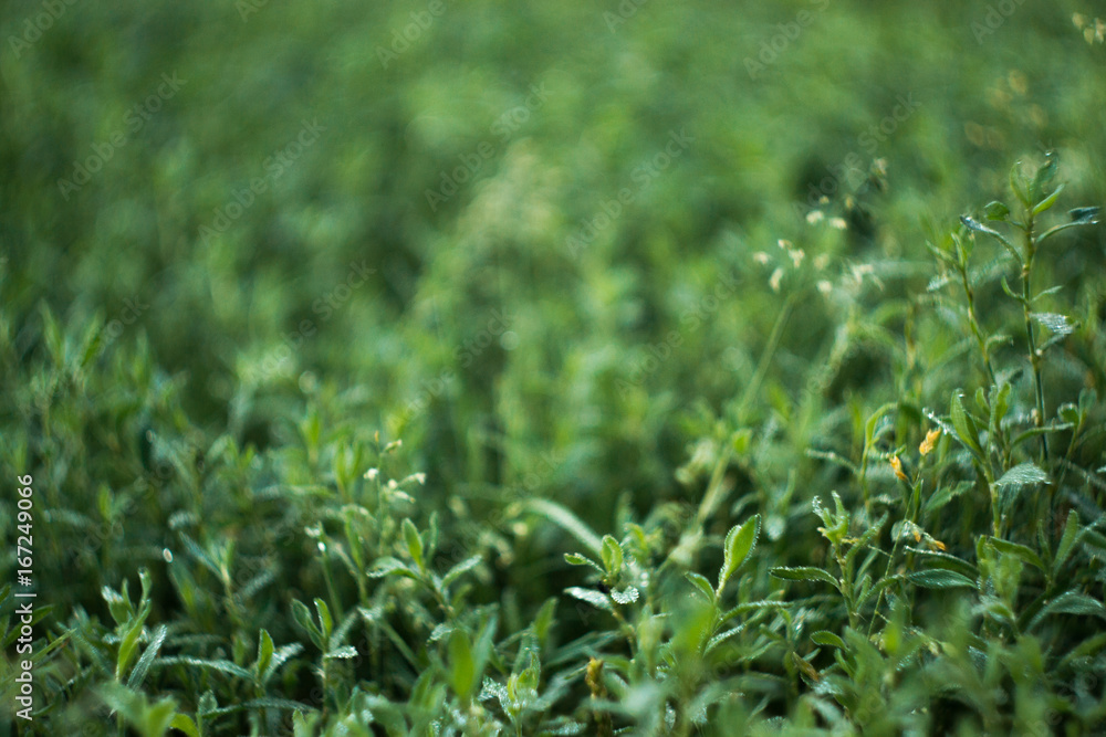 Summer grass in the morning sun with blurred background. Summer grass in the morning sun with blurred background.