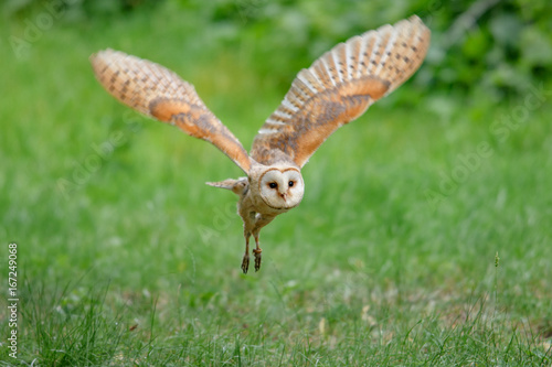 Barn Owl (Tyto alba)  © vaclav