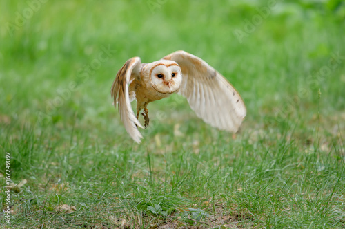 Barn Owl (Tyto alba) 