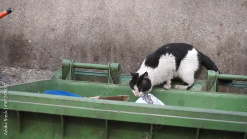 Homeless, dirty, stray cat with shabby fur. Goes along dirty, filthy garbage container - looking at the camera - shot in small downtown alley - Concrete wall as a background. Point of view - Close up 