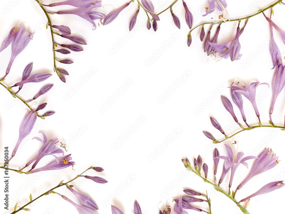 Frame with purple hosta flowers isolated on white background. Flat lay, overhead view