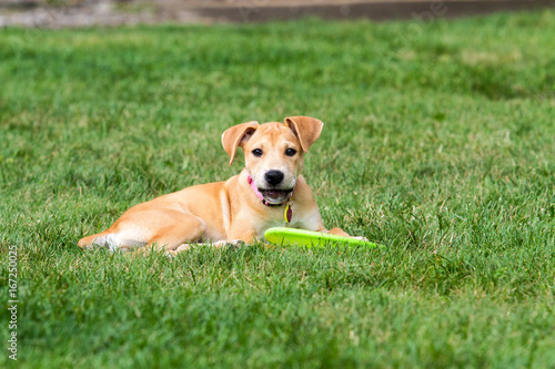 Tawny Color Puppy in Grass with Toy
