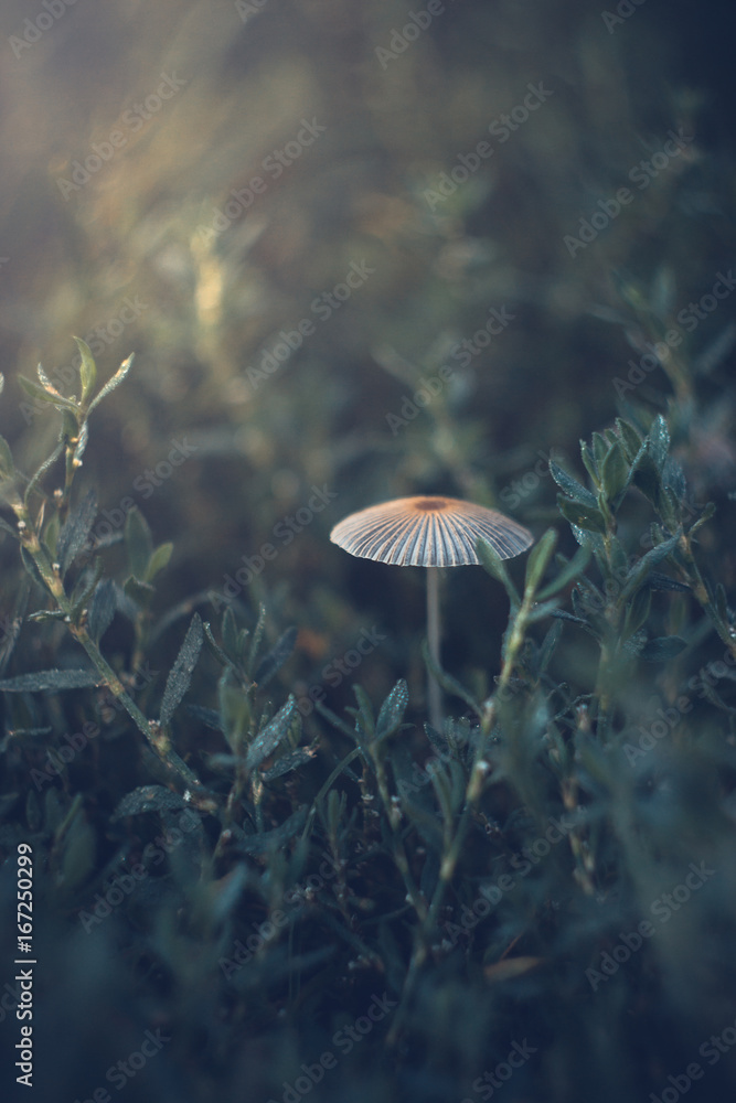 Mushrooms on a summer sunny morning with a blurred background. Mushrooms on a summer sunny morning with a blurred background.
