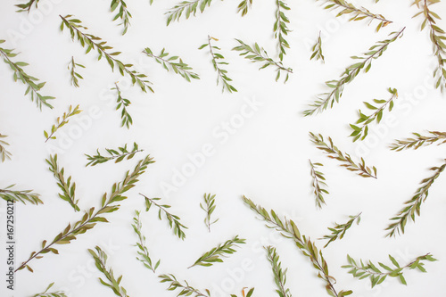 Fototapeta Naklejka Na Ścianę i Meble -  Frame with branches, leaves and petals isolated on white background. Flat lay, top view. Arradgement of gray grefsheim (spiraea cinerea) plant.