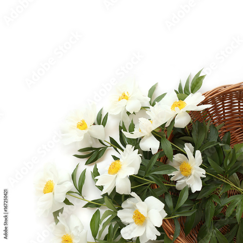 Beautiful gift - white peonies in wooden basket on white background. Top view anniversary concept.