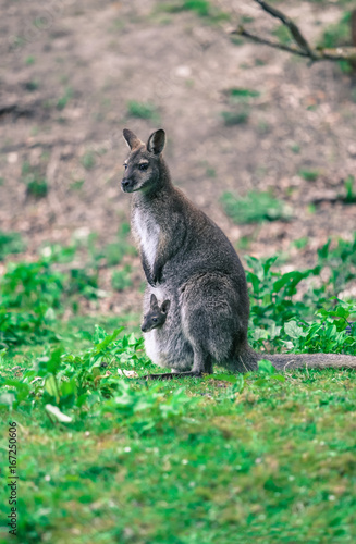 wallaby and baby