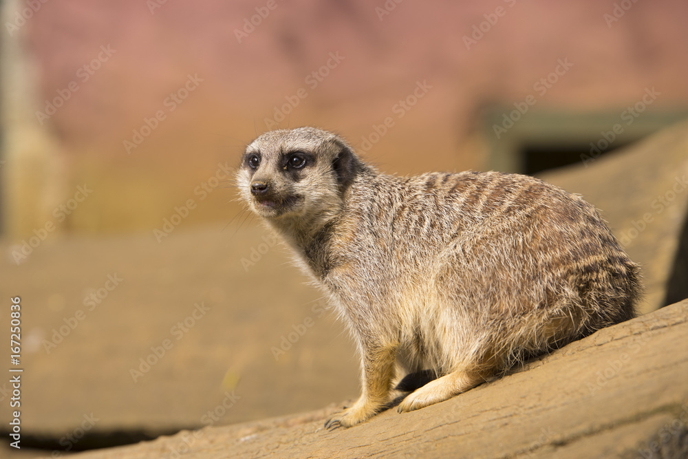 Fototapeta premium Meerkat sitting