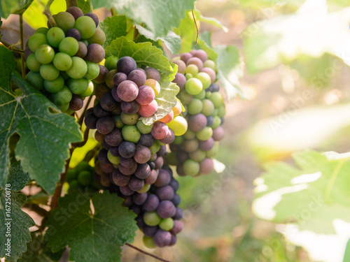 Close-up view of bunches of grapes at different stages of ripeness in the Champagne vineyard at sunset.
