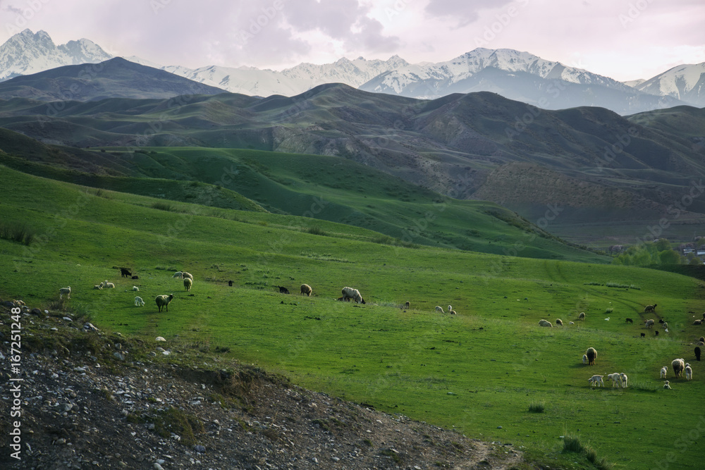 Naklejka premium Flock of sheep