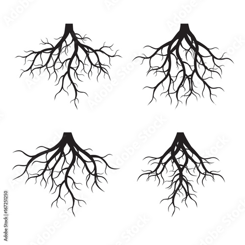 Set of Black Roots. Vector Illustration.