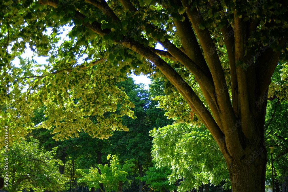 la forêt de Paris, France