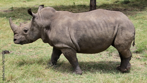 A big rhinoceros in an African safari.