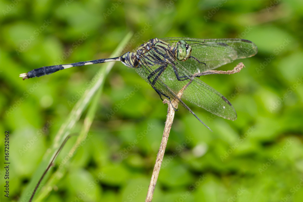 Image of green tiger skimmer dragonfly (Orthetrum sabina ) on nature background. Insect Animal Image of green tiger skimmer dragonfly (Orthetrum sabina ) on nature background. Insect Animal