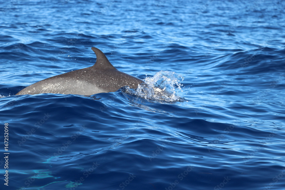 Fototapeta premium dolphin