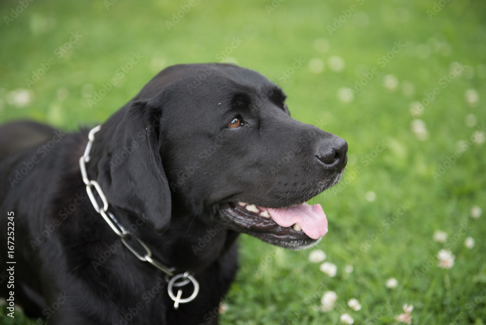 Treuherziger Hundeblick