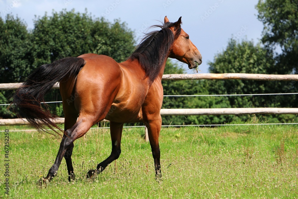 braunes western Pferd in Bewegung auf eine Koppel braunes western Pferd in Bewegung auf eine Koppel