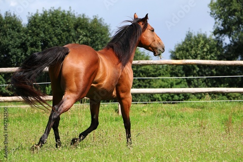 Fototapeta Naklejka Na Ścianę i Meble -  braunes western Pferd in Bewegung auf eine Koppel