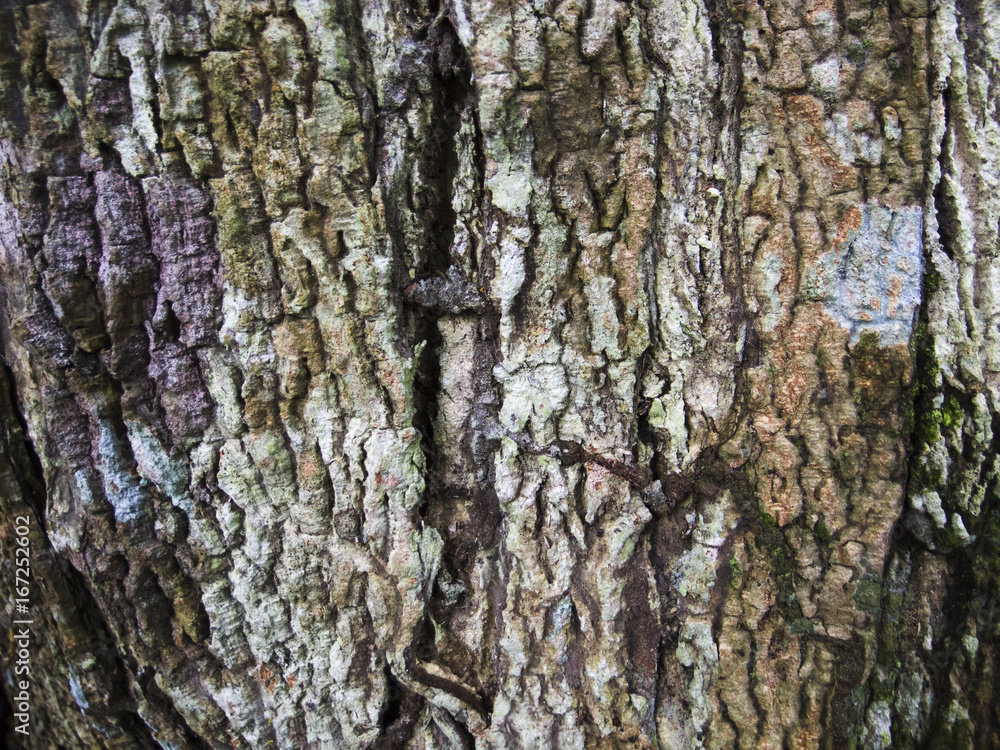 Detailed wood bark texture with cracks. Raw wood board surface