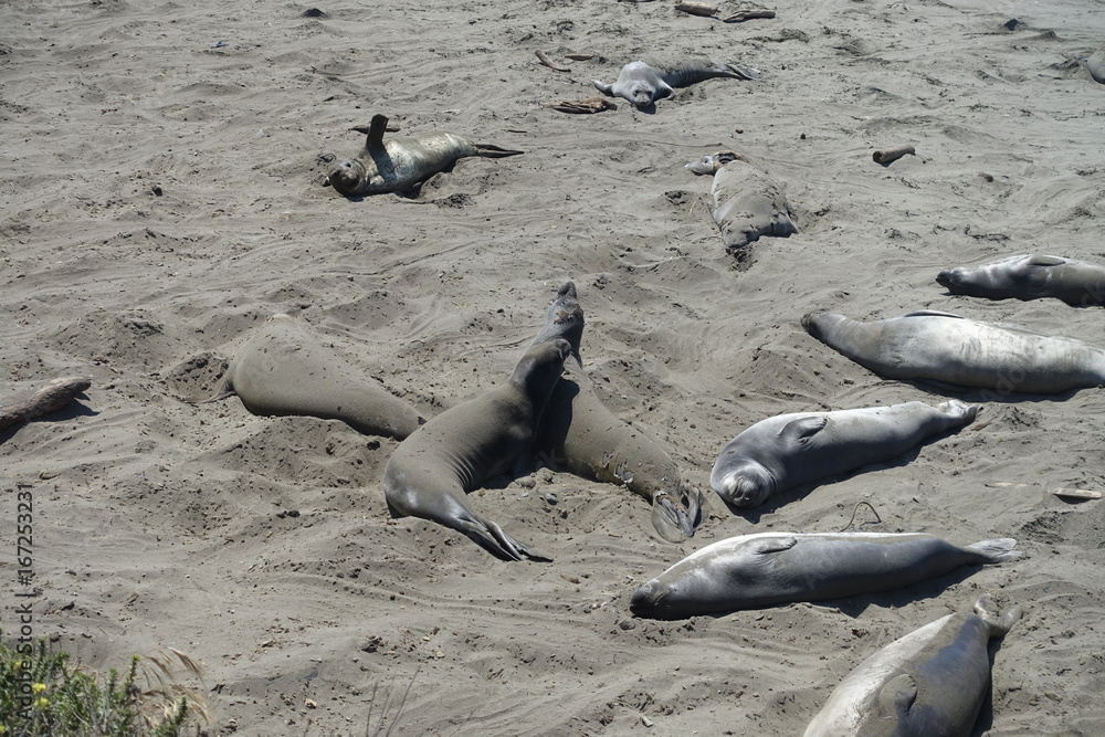 Fototapeta premium California West Coast Elephant Seal Viewing Point Vista