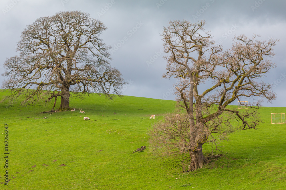Sheep and deer grazing on a mountain meadow in The Lake District National Park, Cumbria, England Sheep and deer grazing on a mountain meadow in The Lake District National Park, Cumbria, England