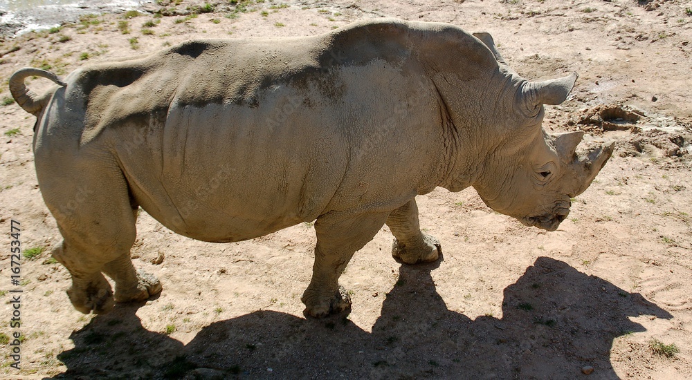 Obraz premium Rhinocéros blanc