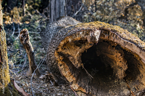 Dead trees of the California Sierra Navada photo