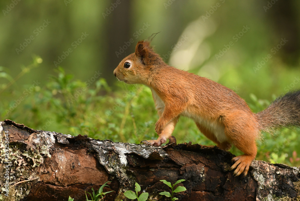 Red Squirrel (Sciurus vulgaris) Red Squirrel (Sciurus vulgaris)