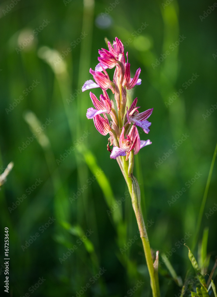 Orchis papilionacea Orchis papilionacea