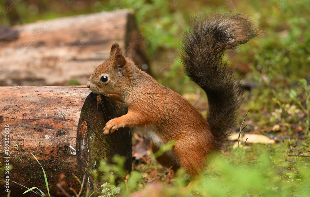 Red Squirrel (Sciurus vulgaris) Red Squirrel (Sciurus vulgaris)